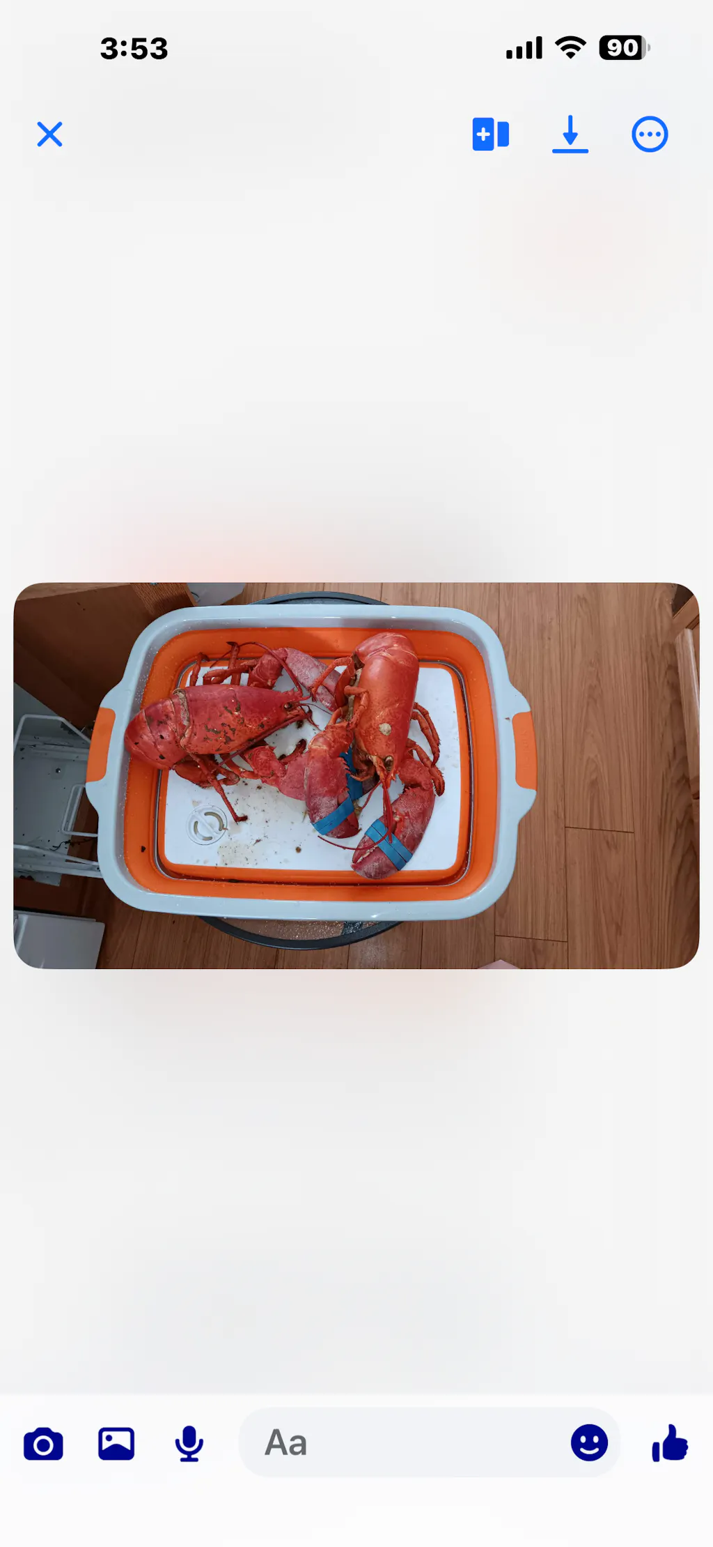 1.5 lb Live Maine Lobster