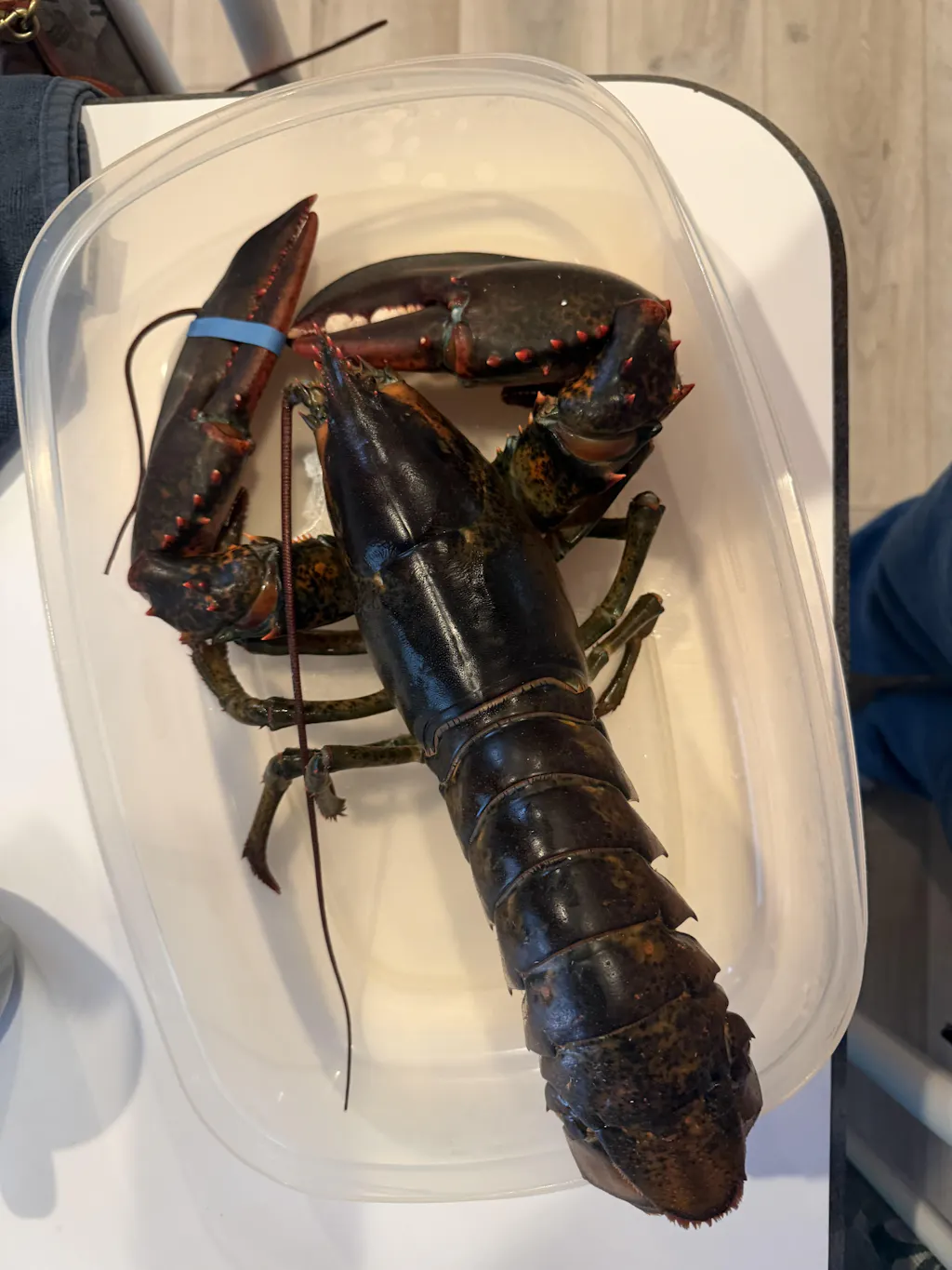 3 lb Live Maine Lobster