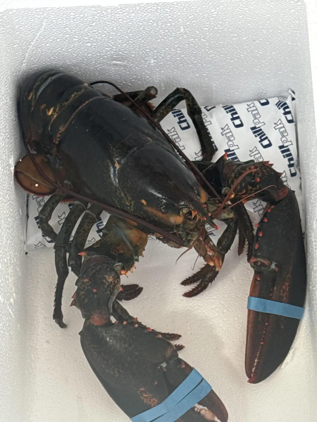 2 lb Live Maine Lobster