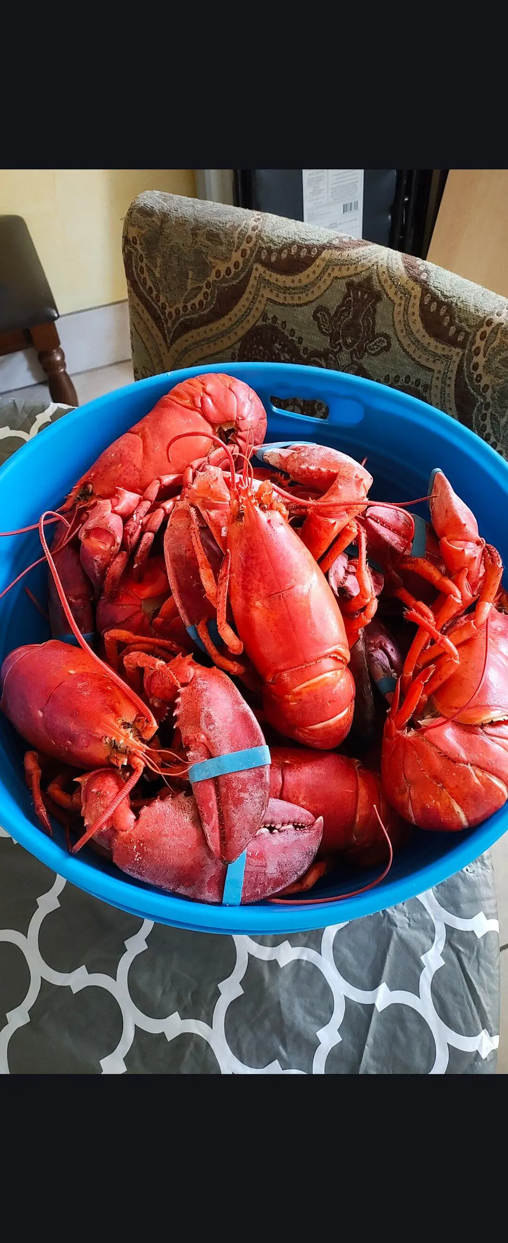 1.75 lb Live Maine Lobster