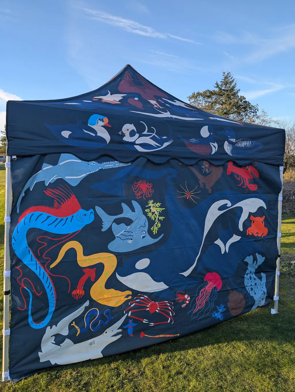 10x10 Tent with Scalloped Valances and Curtains