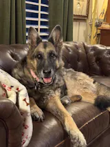 12 in 1 Multivitamin for Dogs - 120 Soft Chews