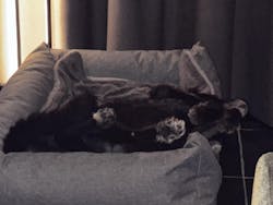 XXL hondenbedden