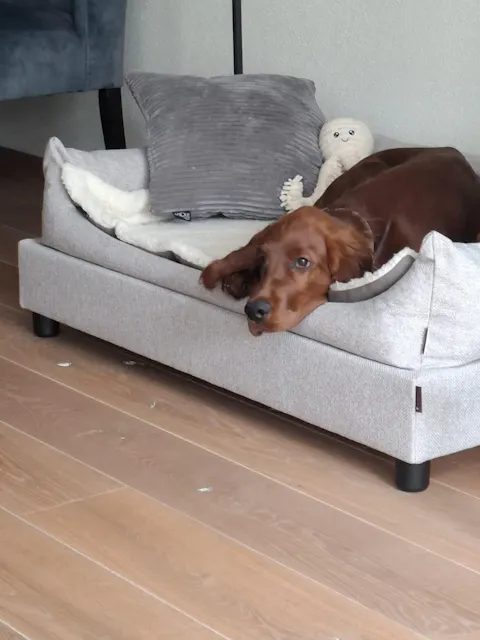 Extra grote hondenbedden