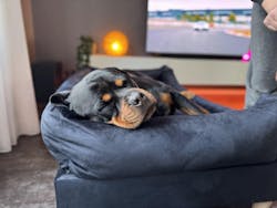 Hondenbed op maat