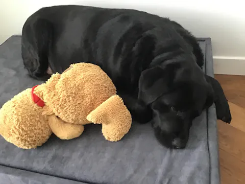 Extra grote hondenbedden