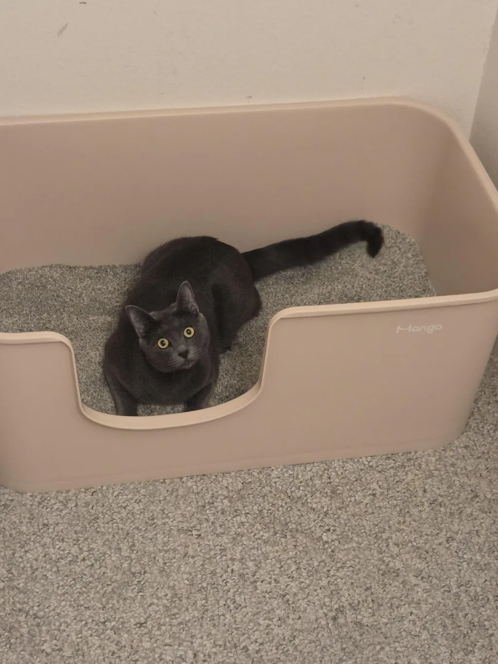 Butter Litter Box XXL (Double Extra Large)
