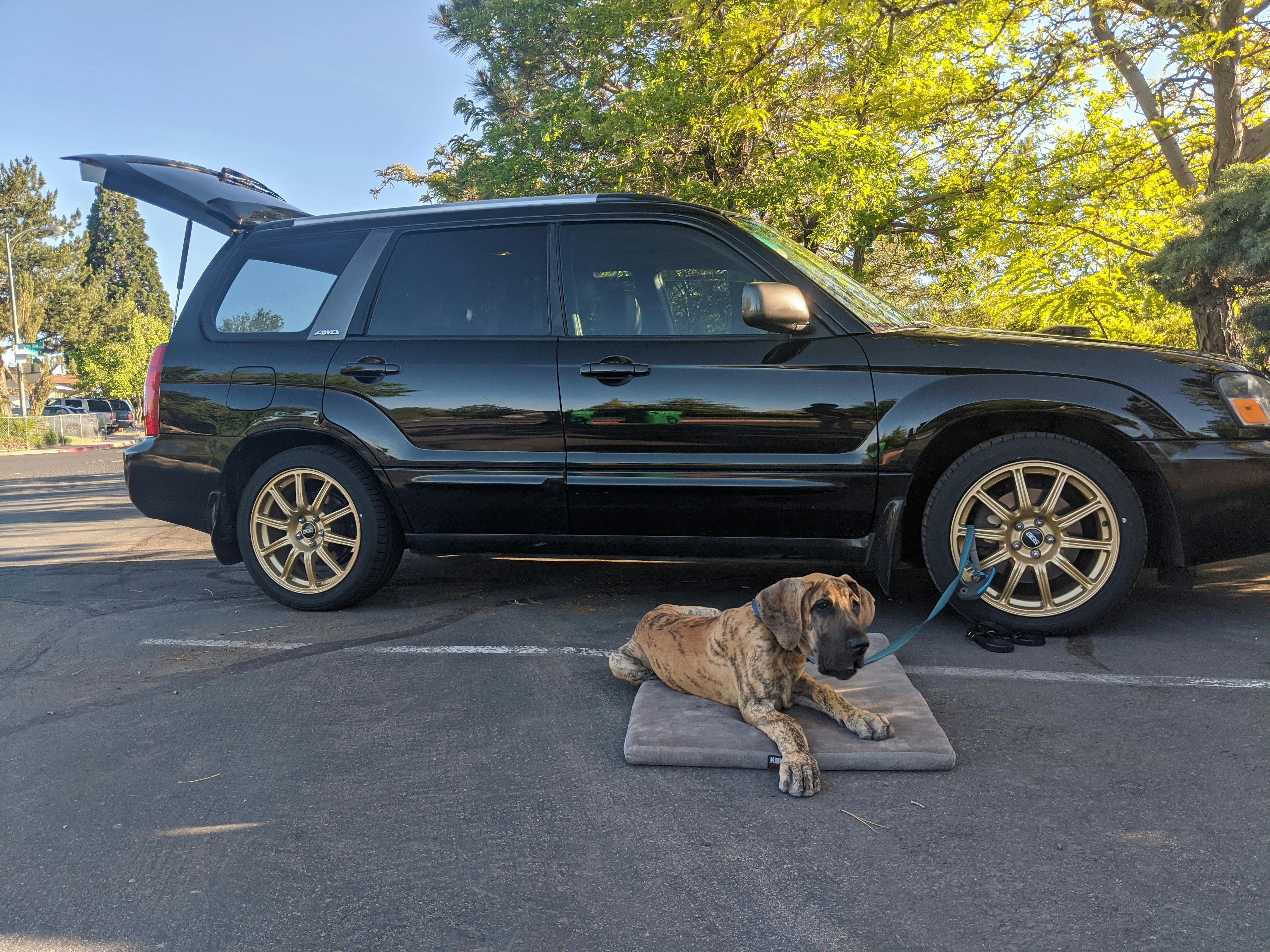 subaru forester lowering springs