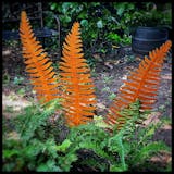 Handmade rusty garden/outdoor rusty fern  leaf 99cm