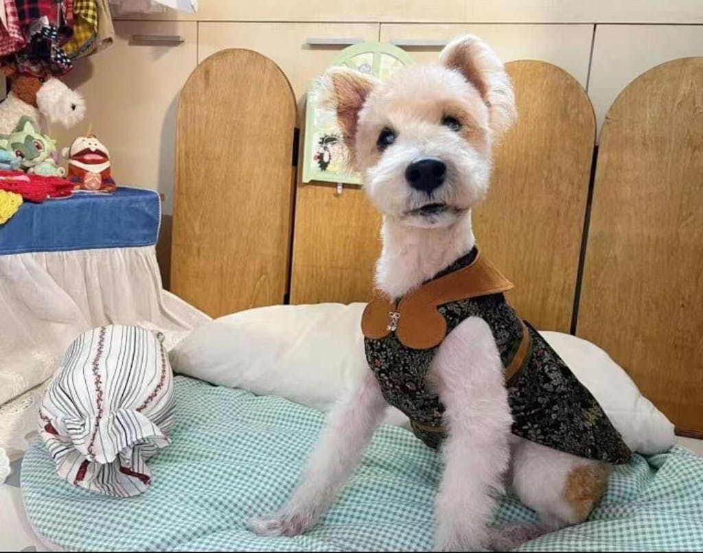 Luxurious Handmade Dark Green Corduroy Dog Dress for Haute Couture Pets