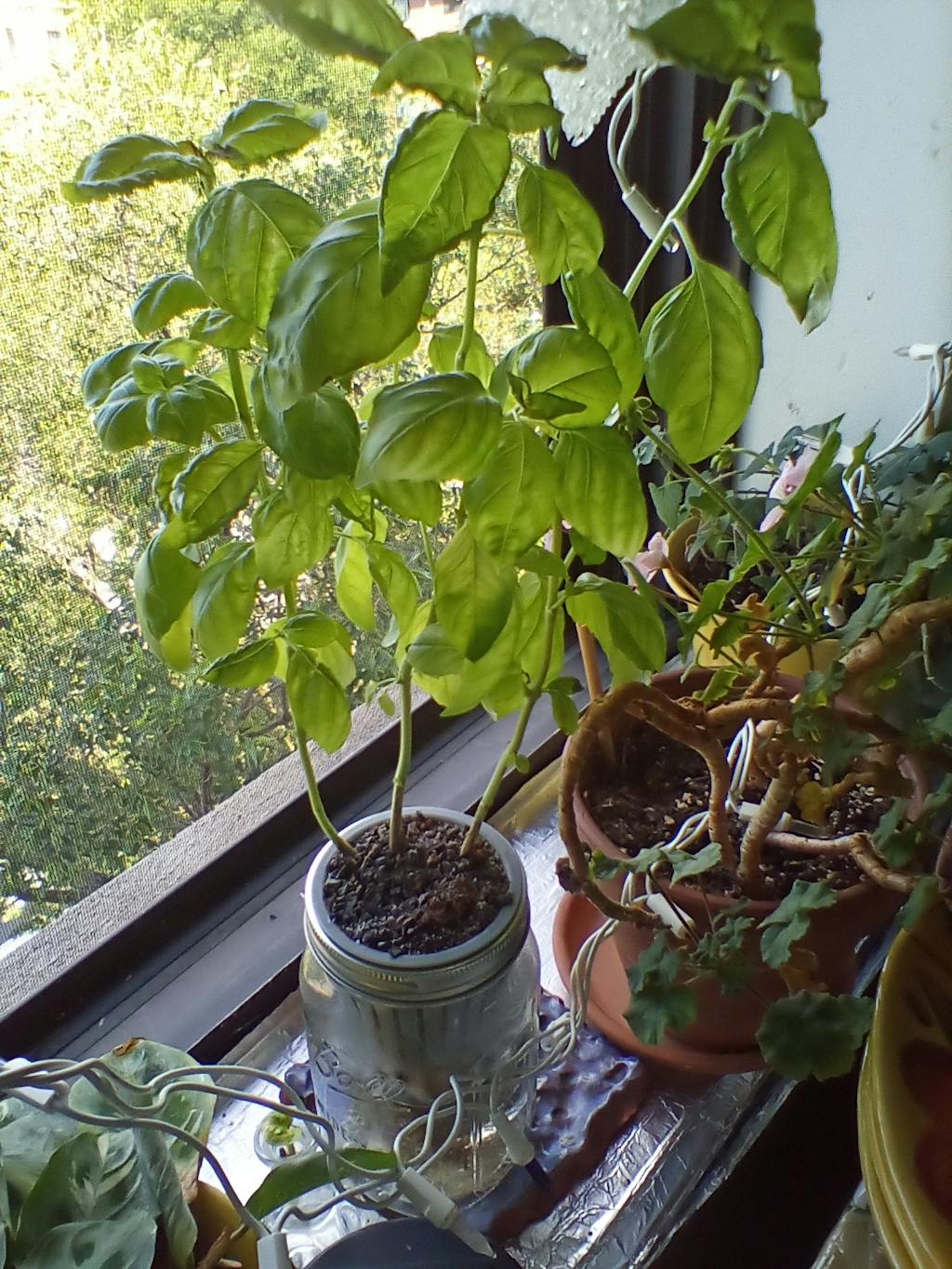 Ball Herb Growing Kit Self Watering System Mason Jar Lifestyle