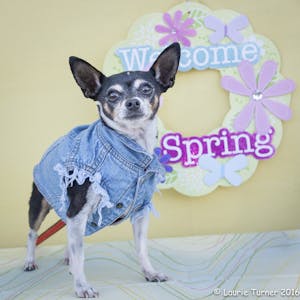 250mg Organic CBD Oil for Small to Medium Dogs