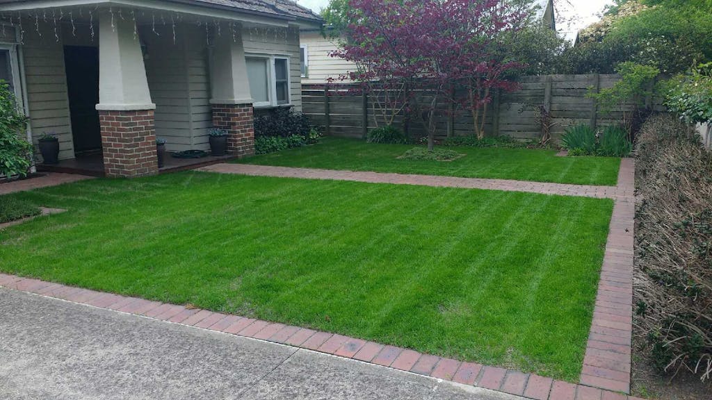 RTF Tall Fescue Seed McKays Grass Seeds