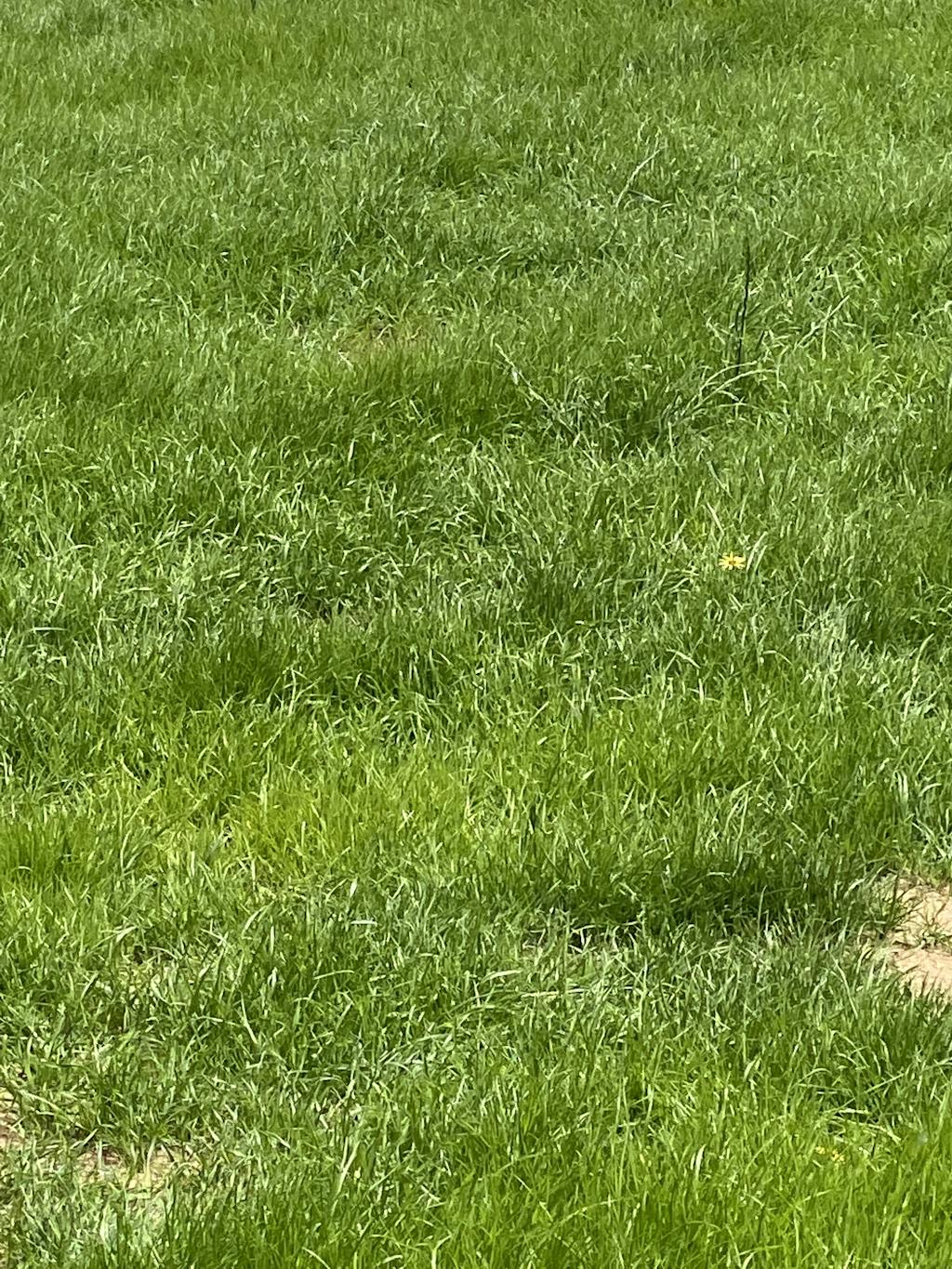 Buy Bermuda Couch Seed Blend from Australia leading grass seed experts