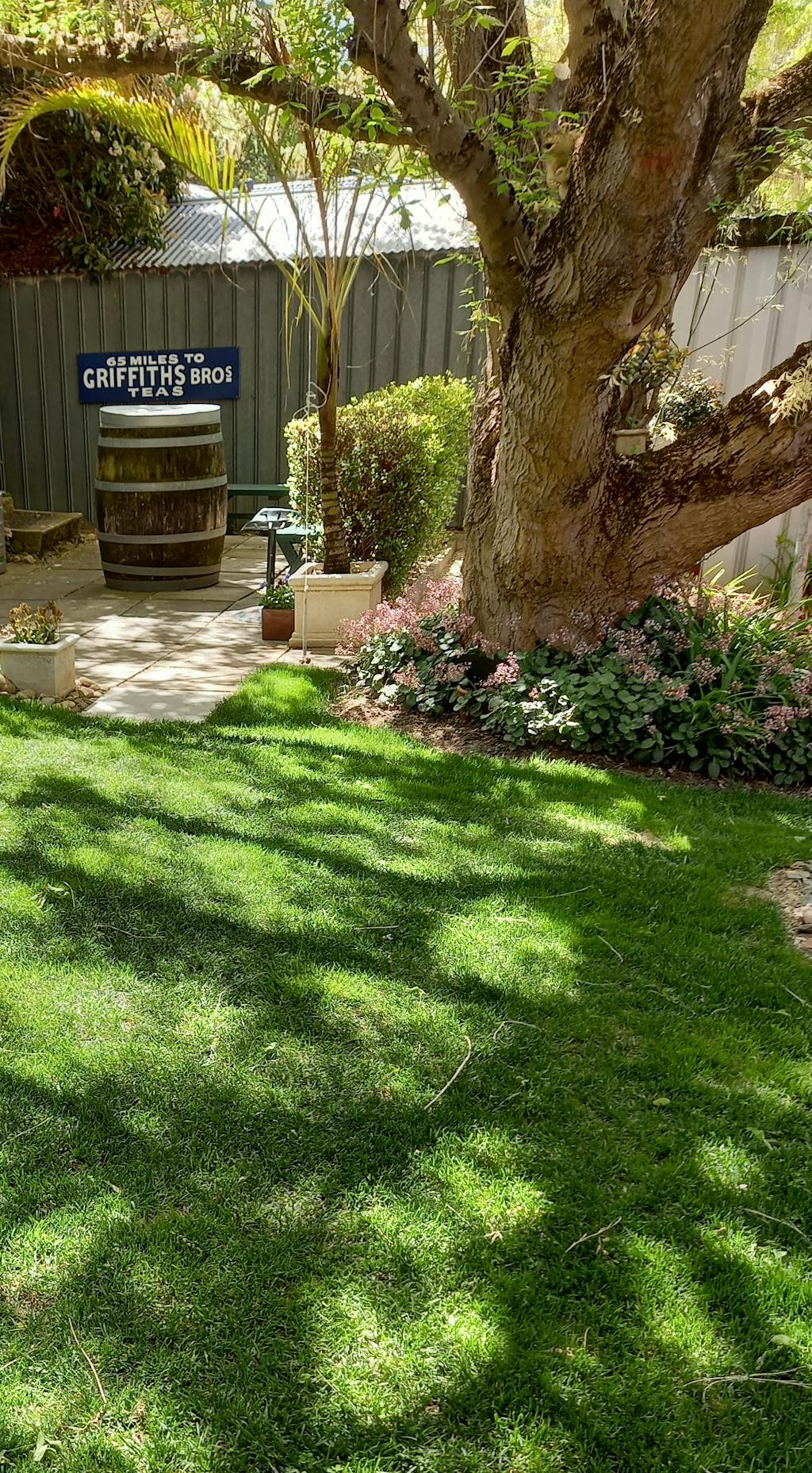 RTF Tall Fescue Seed McKays Grass Seeds