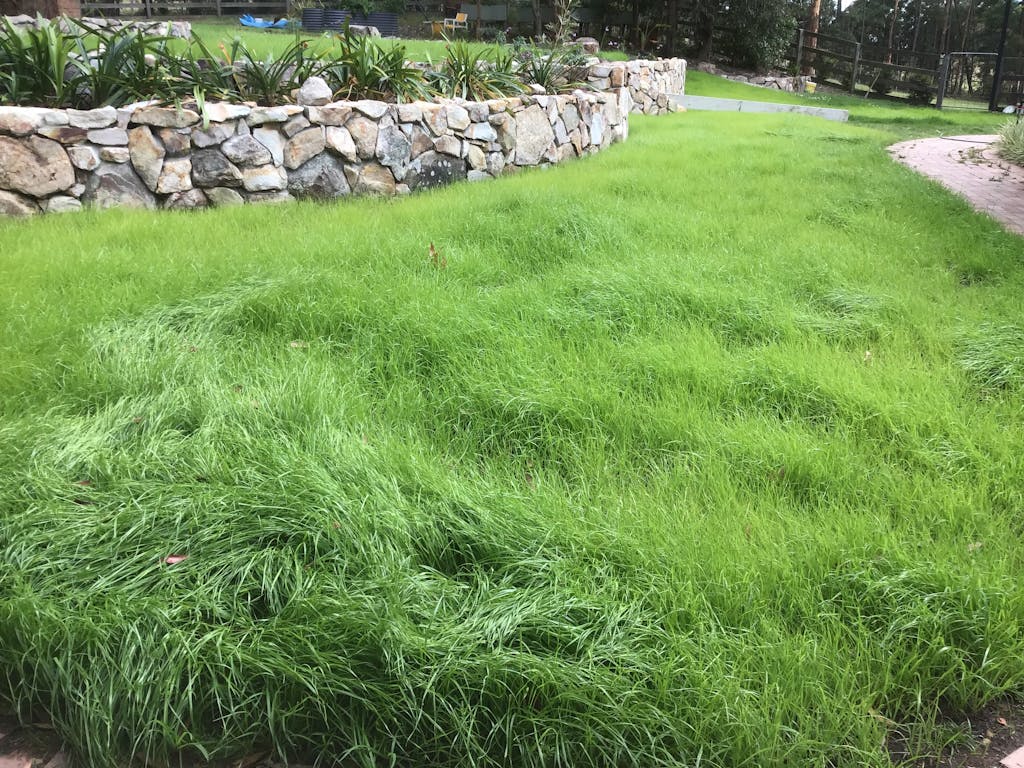 Buy Kikuyu Seed online from Australia leading grass seed experts.