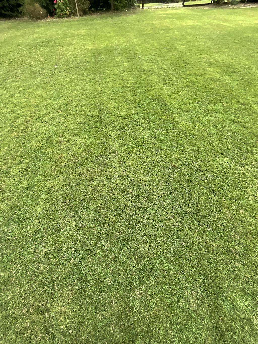 Buy Couch Seed from Australia leading grass seed experts.