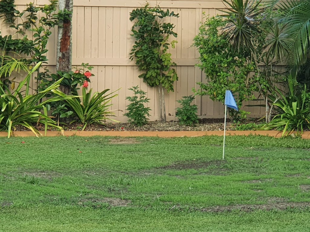 Bermuda Couch Grass Seed McKays Grass Seeds