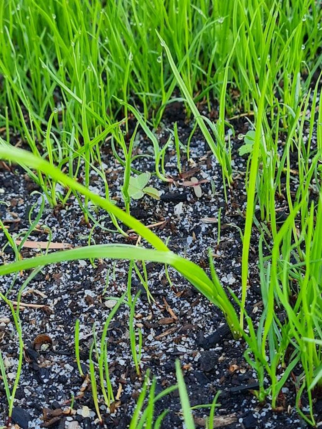 RPR Perennial Ryegrass McKays Grass Seeds