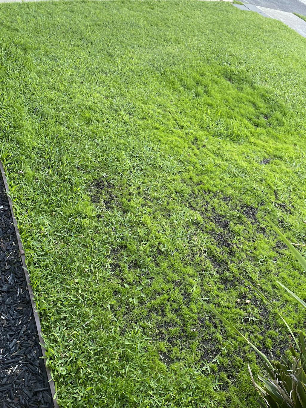 Kentucky Bluegrass Seed McKays Grass Seeds