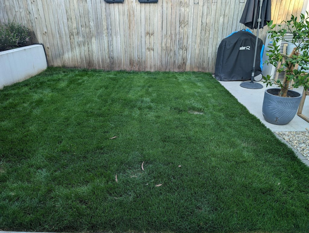 RPR Perennial Ryegrass McKays Grass Seeds