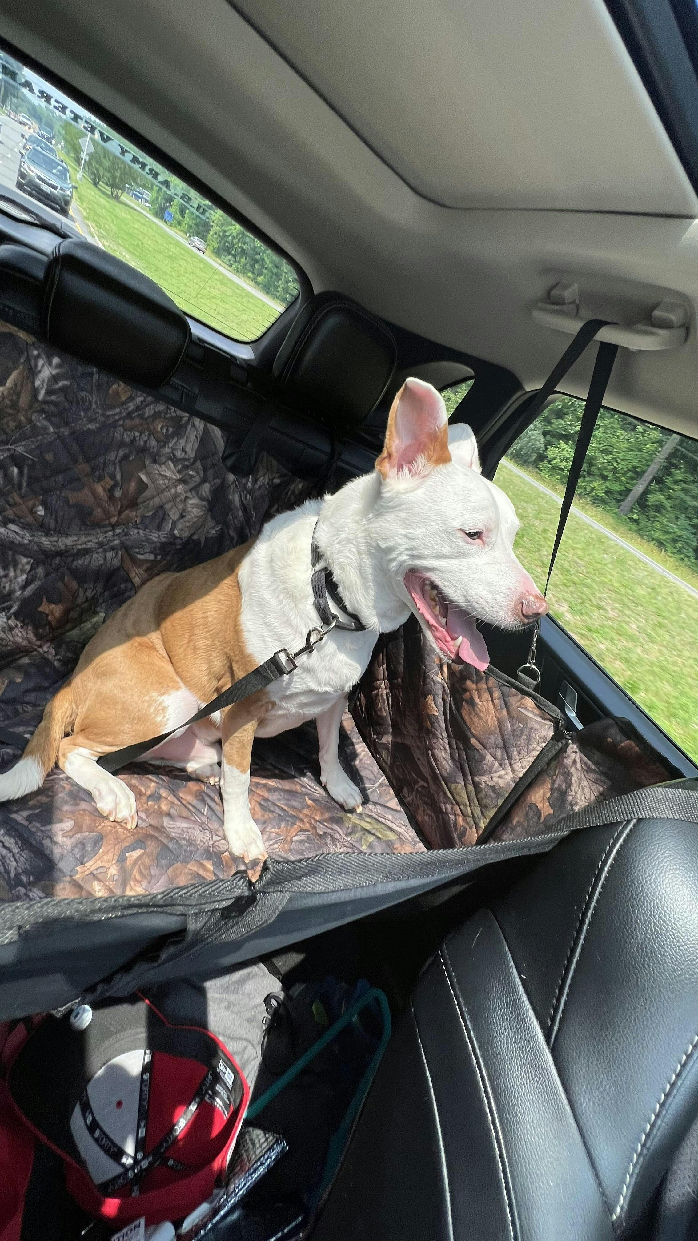 Dog Car Seat Cover Waterproof Hammock for Cars, Trucks and SUVs ...