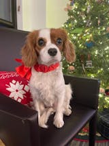 Ellie a King Charles Spaniel that got relief with Super Pet Total Health