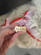 Médaille pour Chien en Forme d'Os à Personnaliser