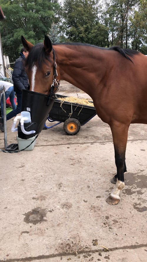 Inhaler for horses equosonic free starter package