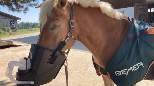 Inhalator für Pferde equosonic free Starterpaket