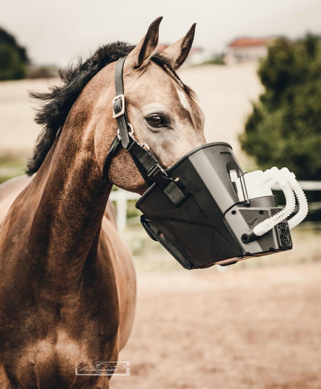 Inhalator für Pferde equosonic free Starterpaket