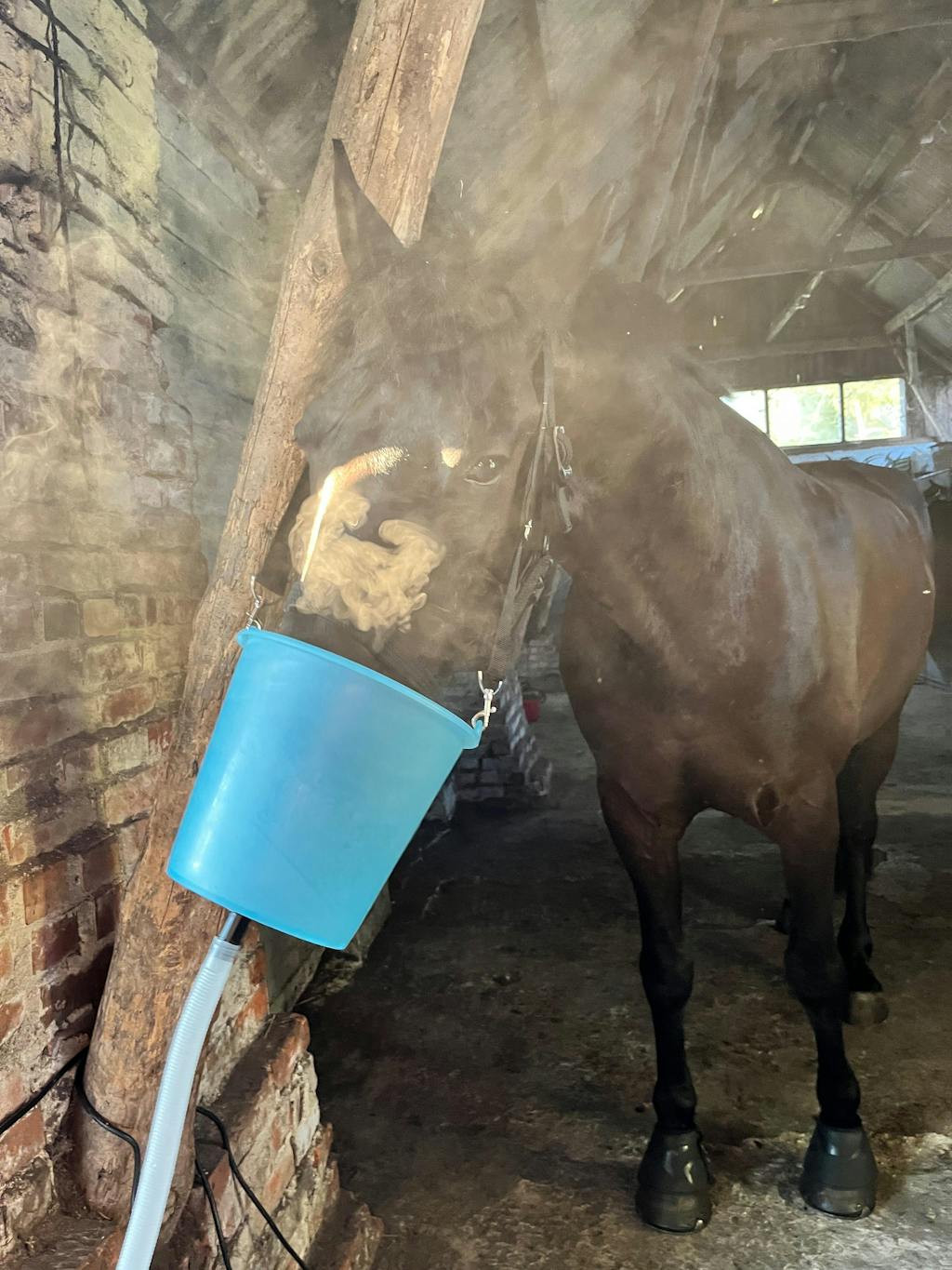 Inhalator für Pferde Equosonic Privat Starter Paket