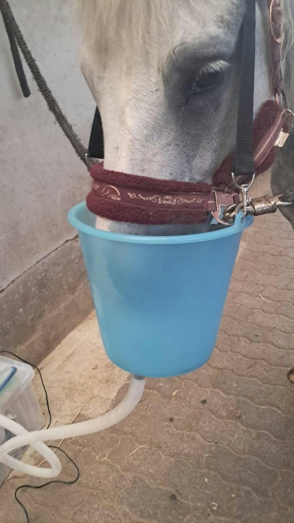 ECTOsol (2% Sole + 1,5% Ectoin) 0,5 Liter