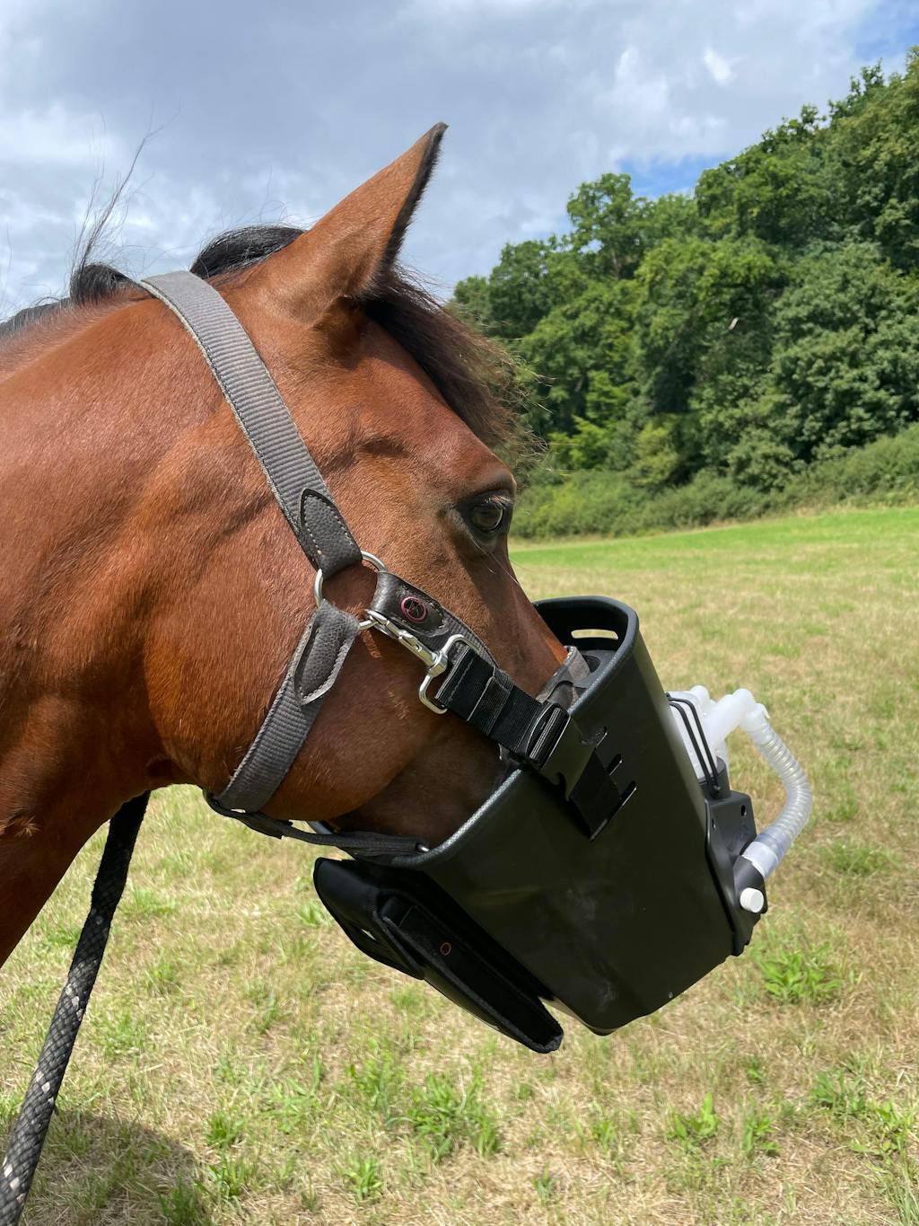 Inhalator für Pferde equosonic free Starterpaket