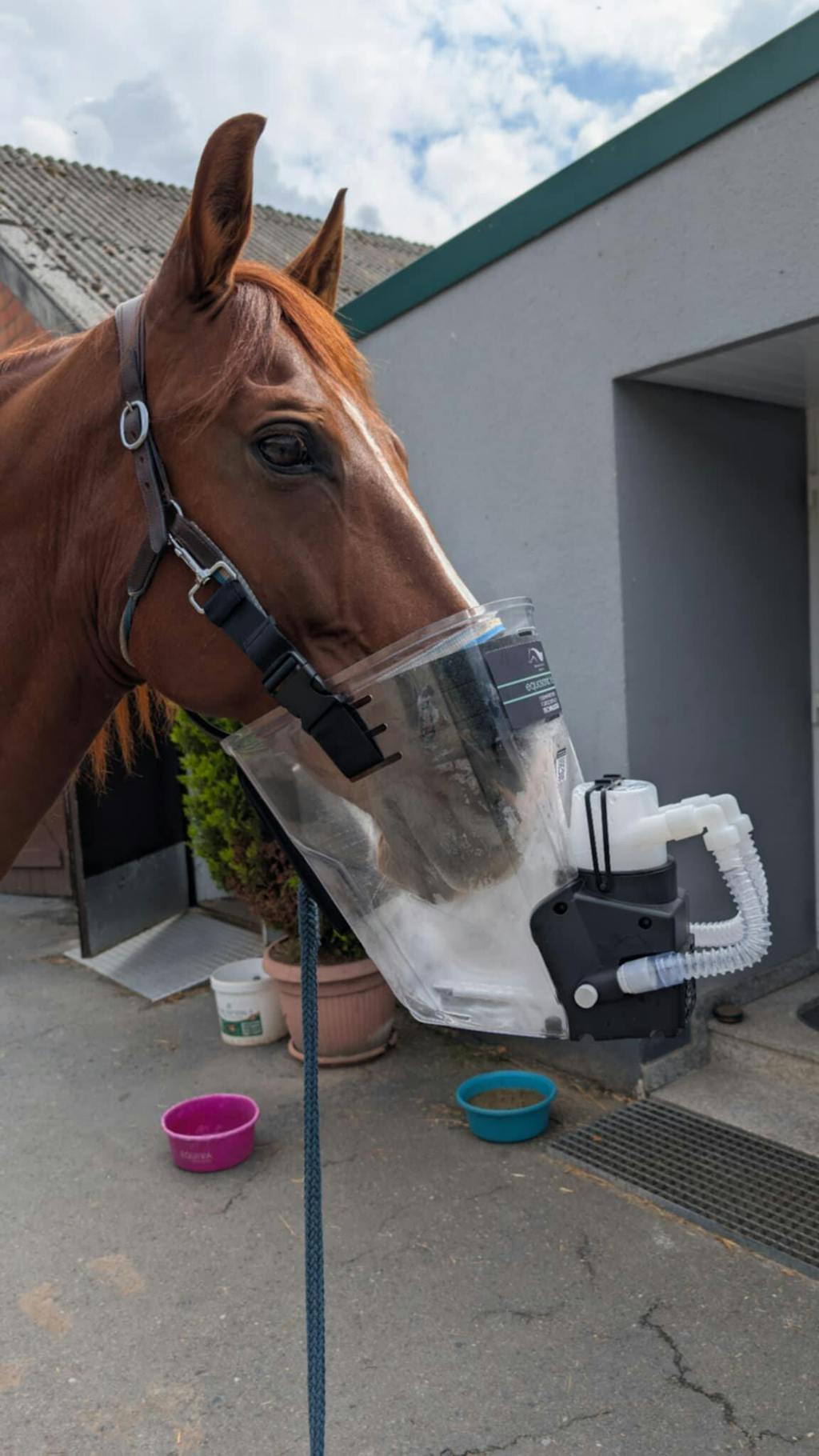 Inhalator für Pferde equosonic free Starterpaket