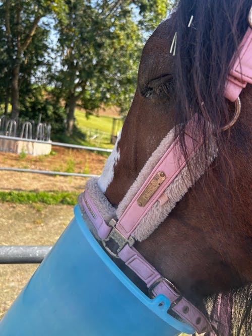 Inhalator für Pferde Equosonic Privat Starter Paket