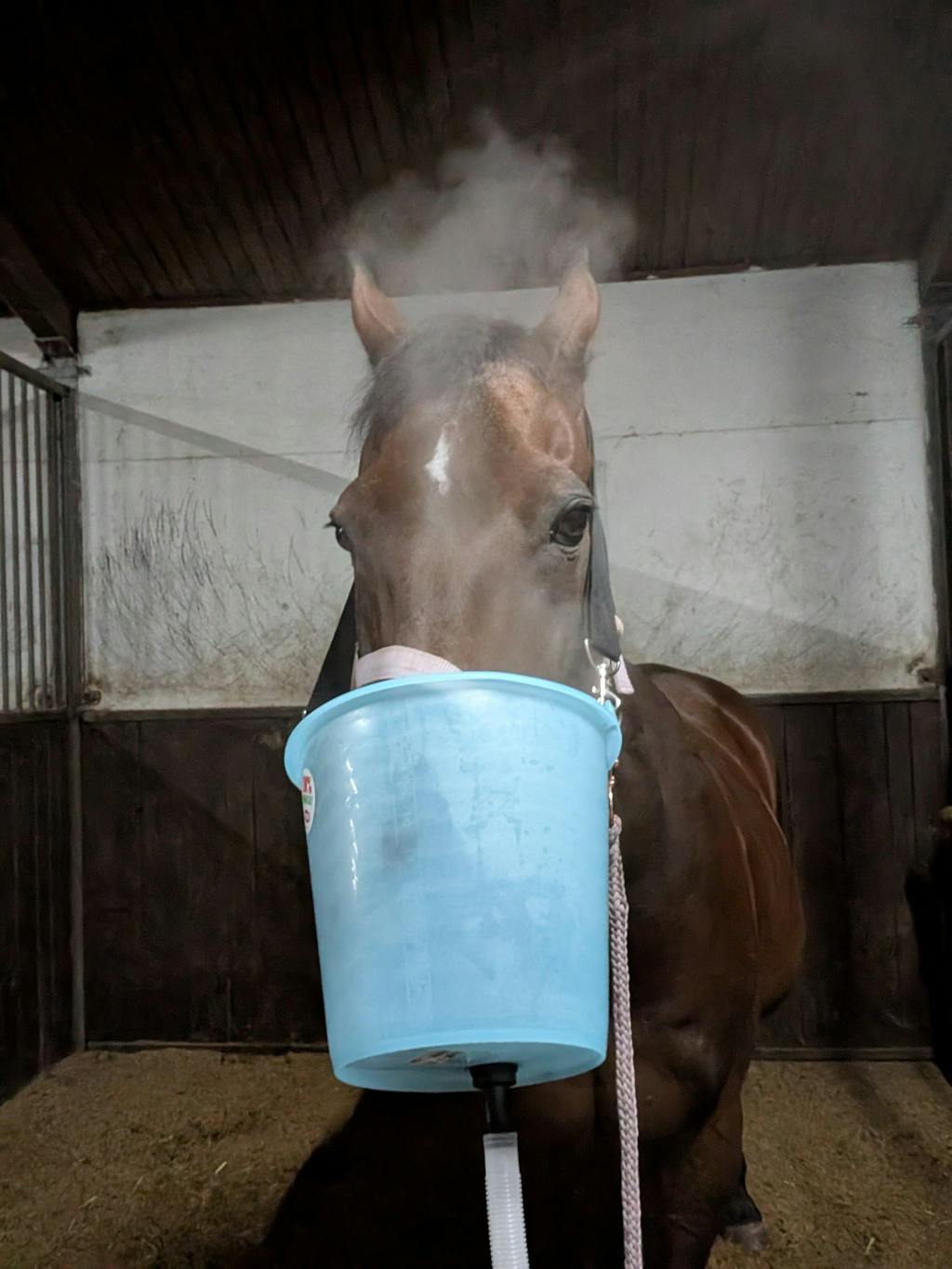 Inhalator für Pferde Equosonic Privat Starter Paket