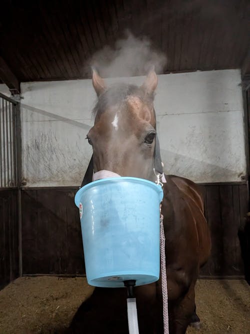 Inhalator für Pferde Equosonic Privat Starter Paket