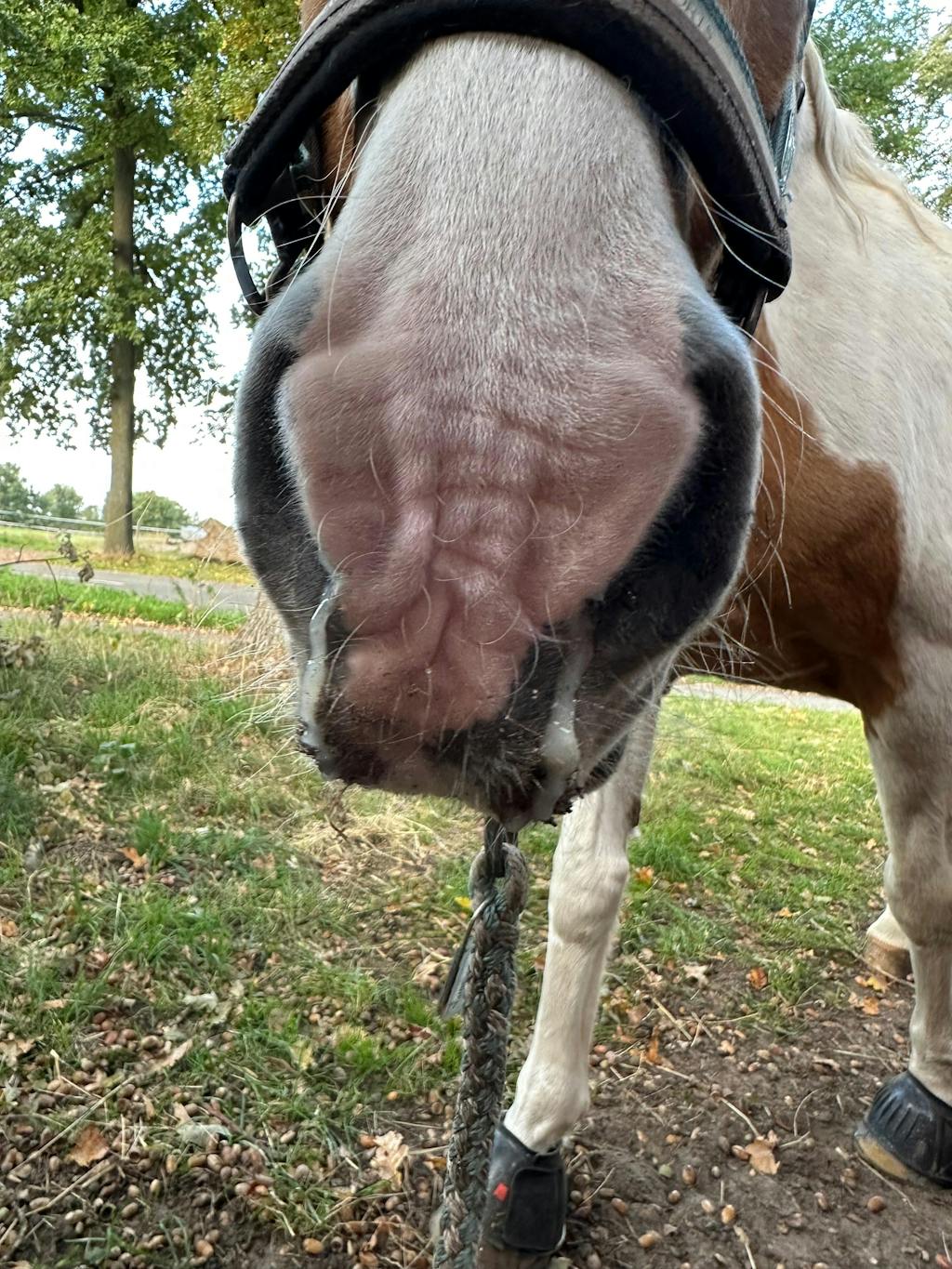 Inhalator für Pferde equosonic free Starterpaket