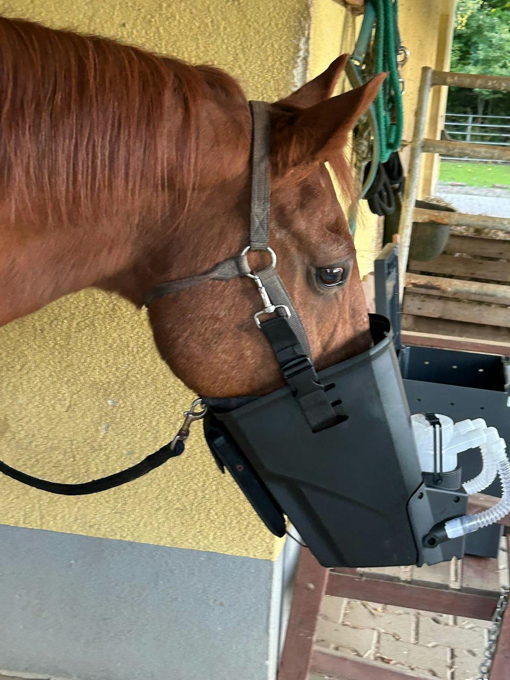 Inhalator für Pferde equosonic free Starterpaket