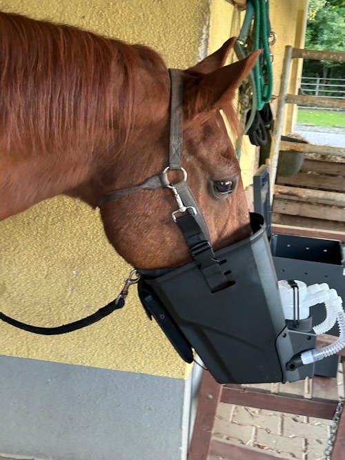 Inhalator für Pferde equosonic free Starterpaket