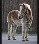 Futterschüssel Aufkleber für den Deckel