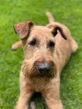 Magen-Darm Balance Hundesupplement