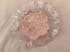 Japanese Sakura Blossom Squishy Fidget Toy