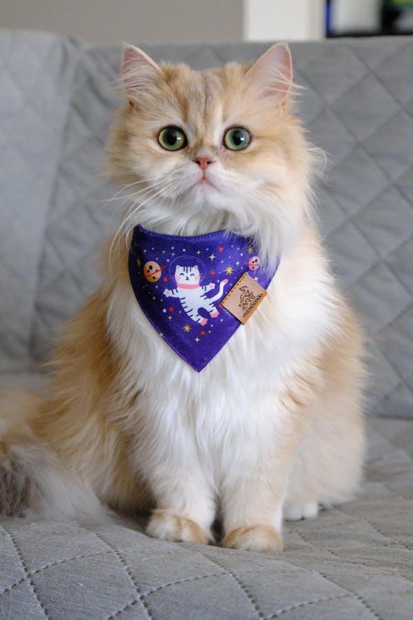 Kitten Astronaut Clip-On Pet Bandana