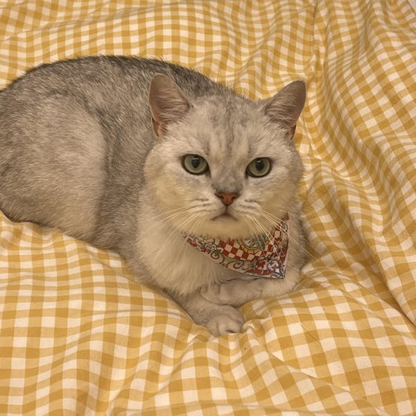 The Gardenia Red Clip-On Pet Bandana