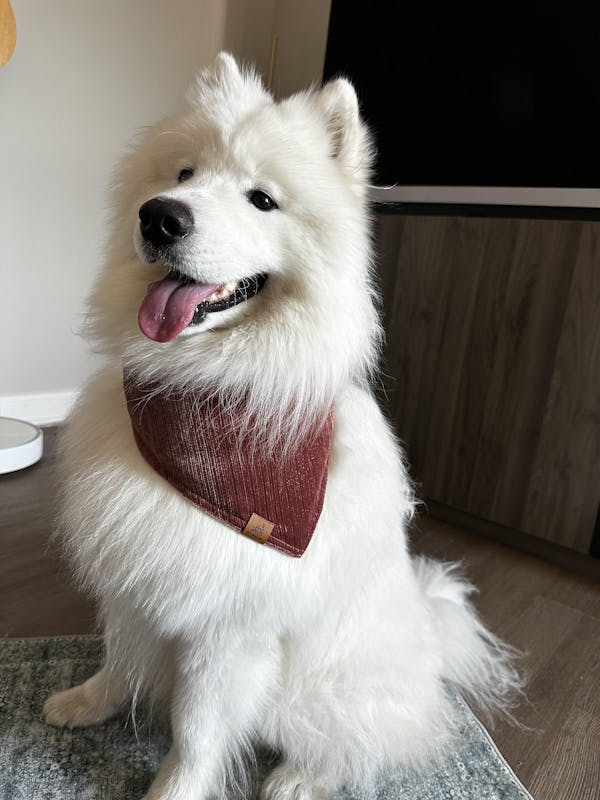 Velvet Red Lace Clip-On Pet Bandana