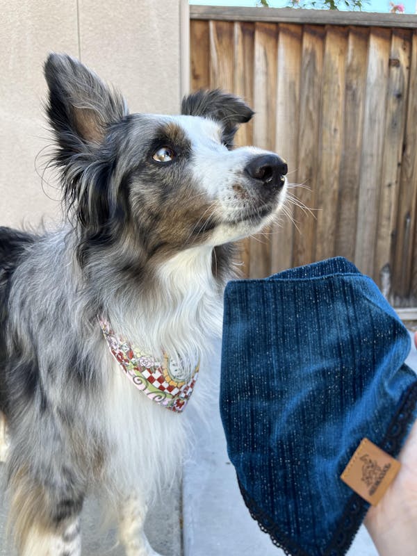 Velvet Blue Lace Clip-On Pet Bandana