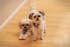 Memorpaw Wool Felt Pet Customization