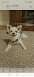 Memorpaw Wool Felt Pet Customization